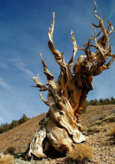 Exploring the Spiritual and Cultural Significance of Methuselah Trees